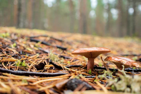Mushrooms in the autumn forest. Coniferous forest and moss — Stock Photo, Image