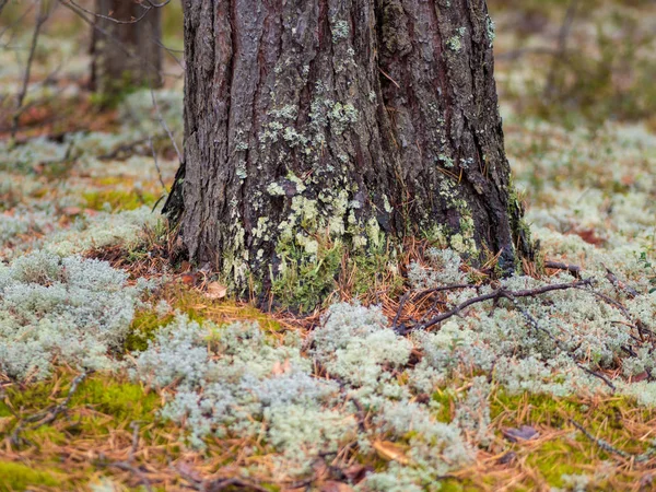 Mossa i norra skogen. Pine stammen är överväxta med mossa. — Stockfoto