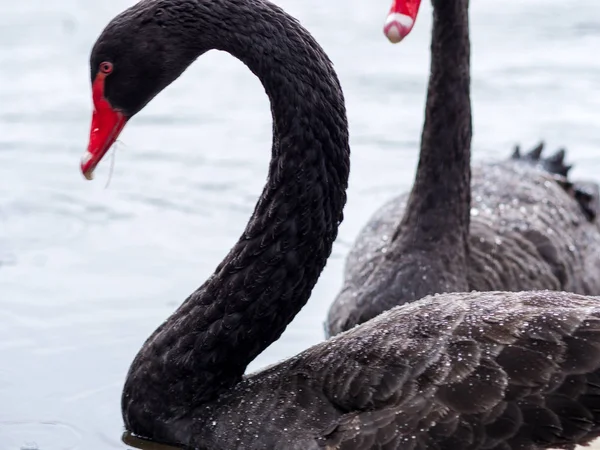 Cisne negro. Dos cisnes negros nadan en el lago . — Foto de Stock