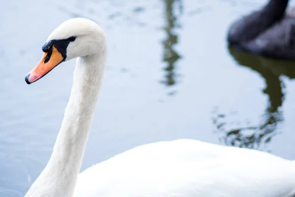 Cigno bianco. Cigni bianchi insieme, un paio di nuotate nello stagno — Foto Stock