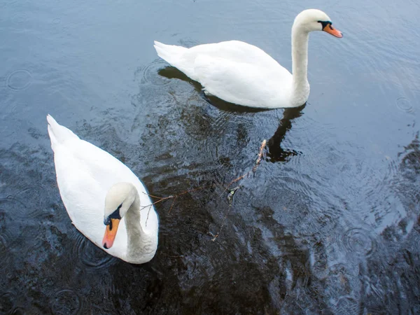 Cigno bianco. Cigni bianchi insieme, un paio di nuotate nello stagno — Foto Stock