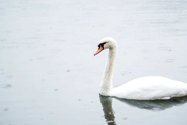 Cigno bianco. Cigni bianchi insieme, un paio di nuotate nello stagno — Foto Stock