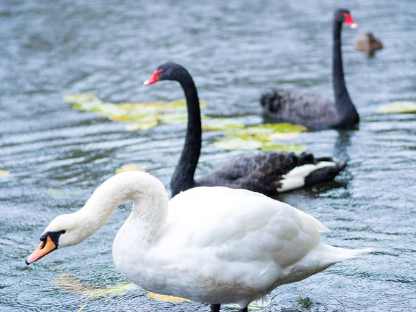 Cisnes. Cisnes blancos y negros juntos. Dos pares de aves — Foto de Stock