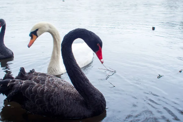 Cisnes. Cisnes blancos y negros juntos. Dos pares de aves — Foto de Stock