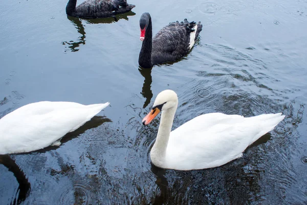 Cisnes. Cisnes blancos y negros juntos. Dos pares de aves — Foto de Stock