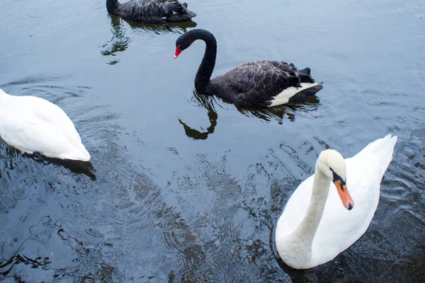 Cisnes. Cisnes blancos y negros juntos. Dos pares de aves — Foto de Stock