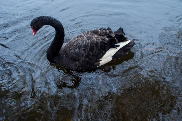 Cisne negro. Natación en el lago, concepto . — Foto de Stock