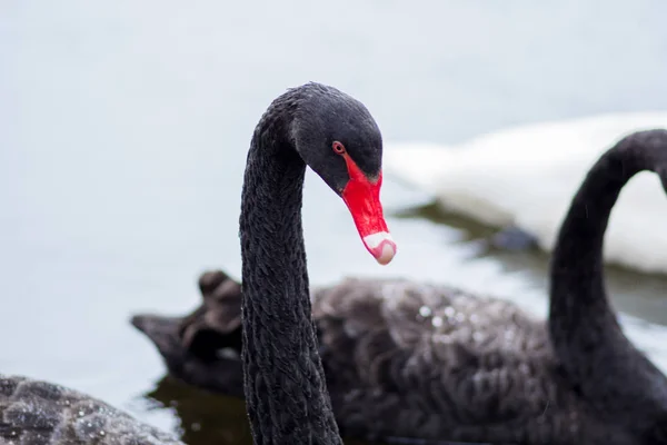 Cisne negro. Dos cisnes negros nadan en el lago . — Foto de Stock