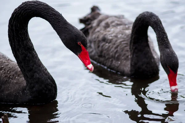 Black swan. Two black swans swim in lake.