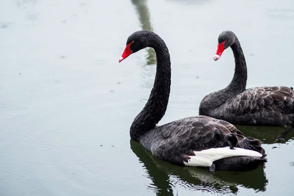 Černá labuť. Dvě černé labutě plavat v jezeře. — Stock fotografie