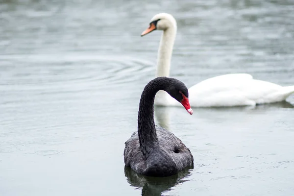 Black swan. Two black swans swim in the lake.