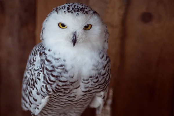 Beautiful snow-white owl. Seriously looking into frame — Stock Photo, Image