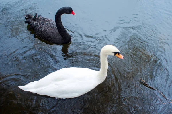Cisnes. Cisnes blancos y negros juntos. Dos pares de aves — Foto de Stock