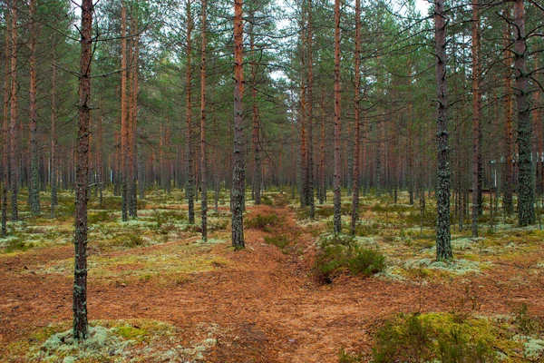 Bosque de pinos, sombrío paisaje otoñal. Pino y musgo — Foto de Stock