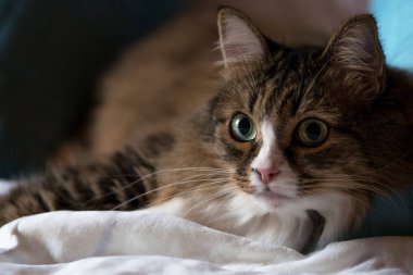  kabarık yerli kedi usta'nın yatağında uyuyor. Güzel bir kedi portresi