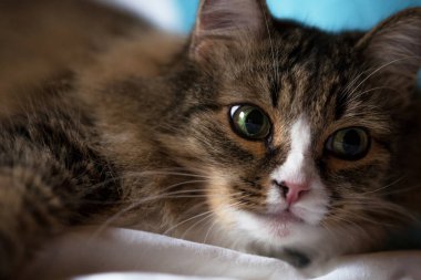  kabarık yerli kedi efendinin yatakta uyur. 