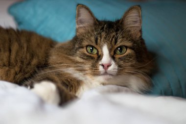  kabarık yerli kedi efendinin yatakta uyur. 