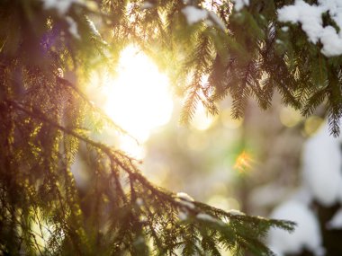 Kış. Köknar dalı kar altında. Kış yeni yıl Tema, 