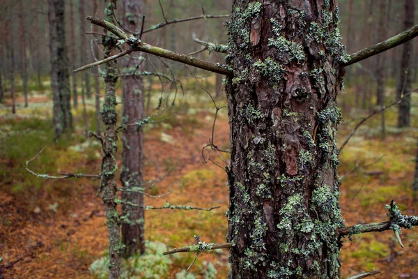 Mossa i norra skogen. Pine stammen är överväxta med mossa. — Stockfoto