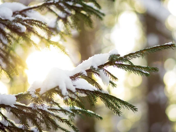 Winter. De vertakking van de Spar onder de sneeuw. Winter Nieuwjaar thema, — Stockfoto