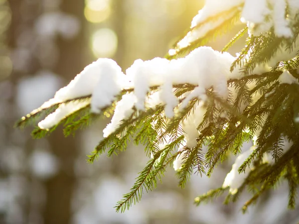 Winter. Tannenzweig unter dem Schnee. Winter-Neujahrsthema, — Stockfoto