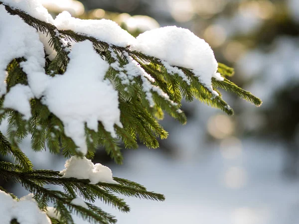 Winter. Fir branch under the snow. Winter new year theme, — Stock Photo, Image