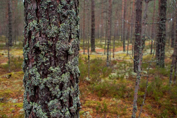 Moss na floresta do Norte. O tronco de pinho está coberto de musgo. . — Fotografia de Stock