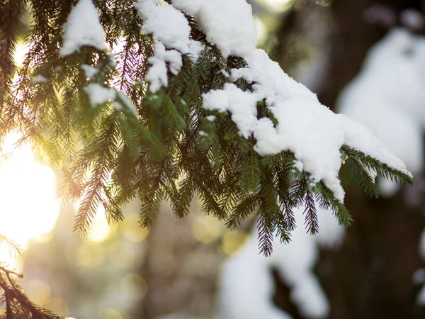 Winter. De vertakking van de Spar onder de sneeuw. Winter Nieuwjaar thema, — Stockfoto