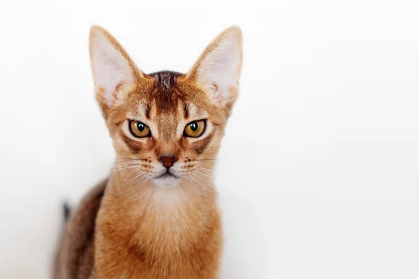 Chaton abyssinien insatisfait de quelque chose. Gros plan portrait — Photo