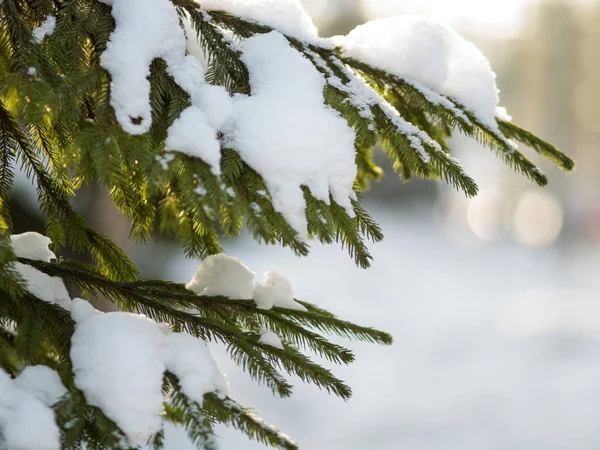 El invierno. Rama de abeto bajo la nieve. Invierno año nuevo tema , —  Fotos de Stock