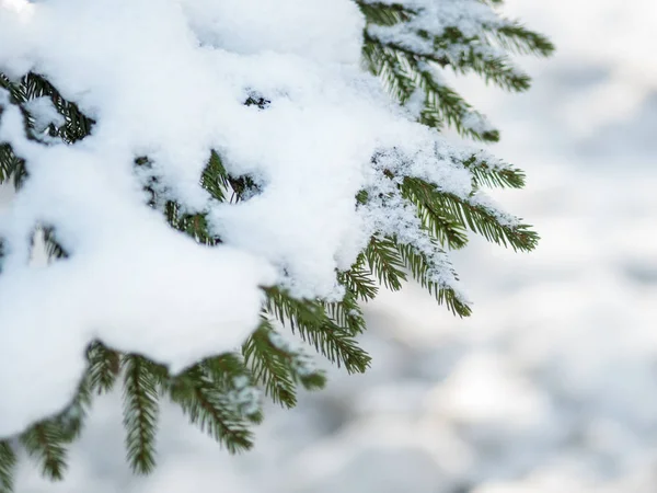 El invierno. Rama de abeto bajo la nieve. Invierno año nuevo tema — Foto de Stock