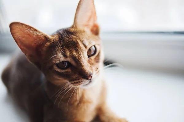 Lindo gatito abisinio sentado en el alféizar de ventana . —  Fotos de Stock