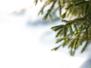 Kış. Köknar dalı kar altında. Kış yeni yıl Tema, 