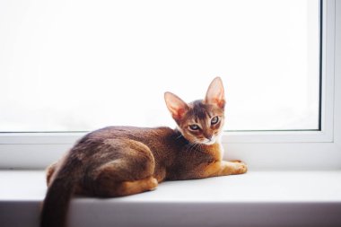 pencere kenarında oturan sevimli Abyssinian yavru kedi.