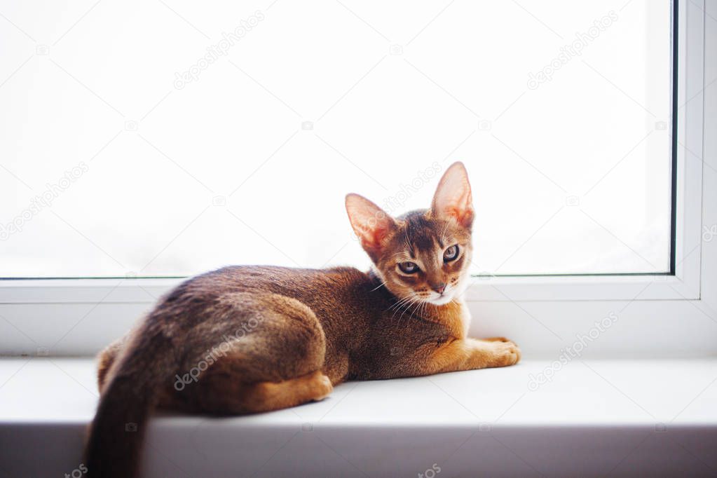 cute Abyssinian kitten sitting on the windowsill.