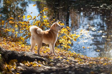 Güzel köpek doğurmak Akita Inu bir yürüyüş