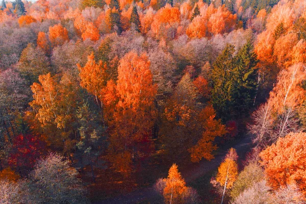 Bright autumn forest, nature from the  above. — Stock Photo, Image