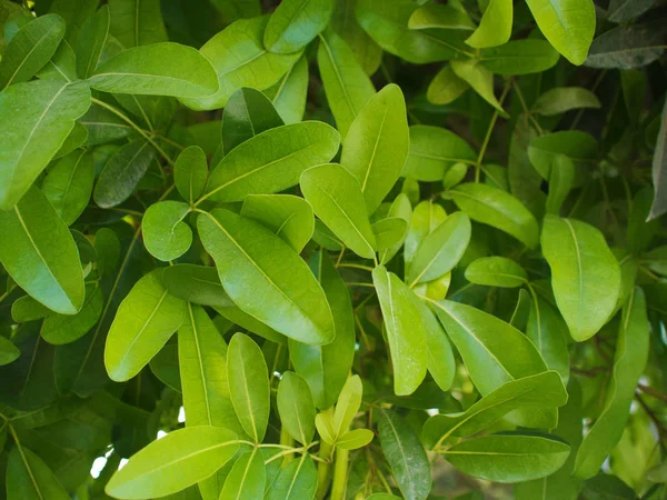 新鮮な明るい緑色の葉。植物、テクスチャの葉 — ストック写真