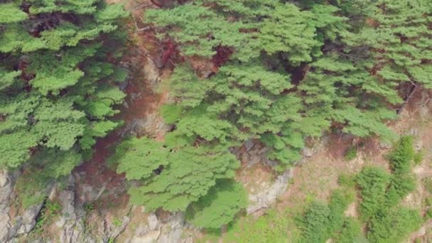 Paysage balnéaire avec forêt de conifères — Video