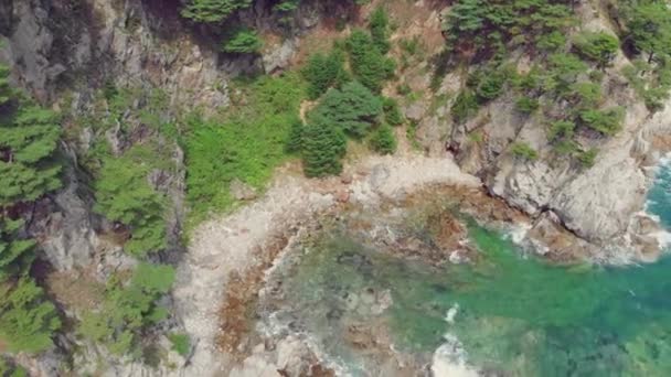 침 엽 수 숲과 해변 풍경 — 비디오