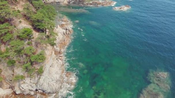 Paysage balnéaire avec forêt de conifères — Video