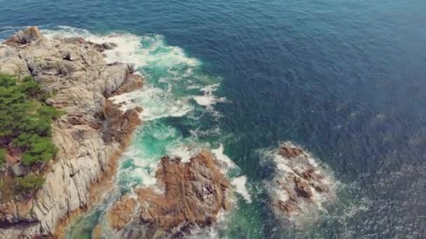 Deniz manzara ile iğne yapraklı orman — Stok video