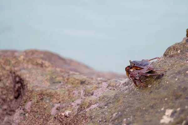 Μικρά καβούρια που σέρνονται πάνω στα βράχια στην ακτή. Κοραλλιογενής ύφαλος άγριας ζωής — Φωτογραφία Αρχείου