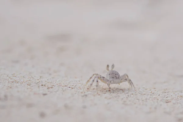 Tiny crab living in the sand. Coral reef wildlife