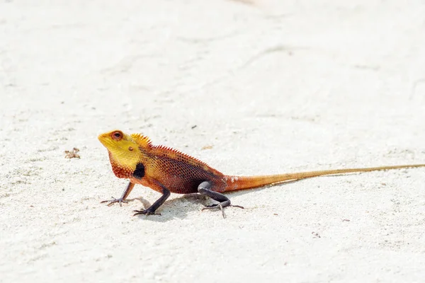 Little colored lizard on the sand, wildlife — Stock Photo, Image