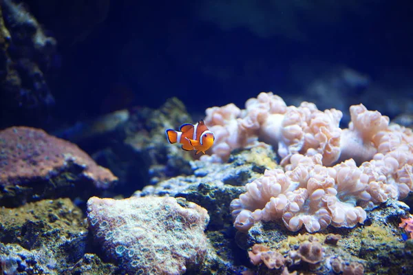 Λευκό-πορτοκαλί κλόουν ψάρι κολυμπάει ανάμεσα στα κοράλλια. — Φωτογραφία Αρχείου