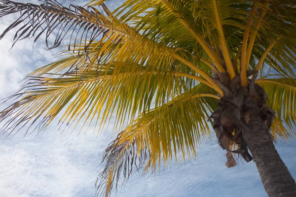 Кокосы на пальме, закрой. Тропический пейзаж , — стоковое фото