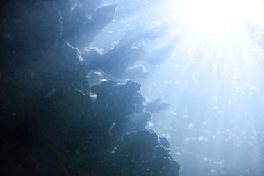 Sualtı arka plan mercan ve parlak güneş ışığı altında su ile deniz yosunu ile