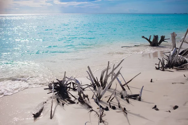 Stranden. hav avkoppling landskap. Trä drivved på den sandiga stranden. — Stockfoto