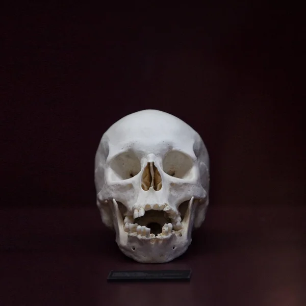 İnsan kafatası. Kemikler bir müze parçası olarak. — Stok fotoğraf